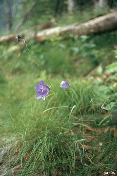 Pfirsischblättrige Glockenblume